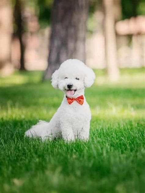 5 Adorable Bichon Frise Haircuts That You Will Love - PupVine