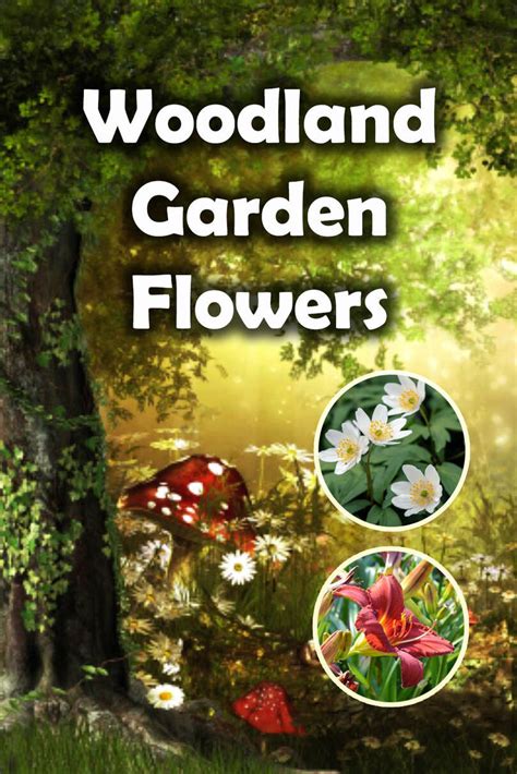 10 Woodland garden flowers – flowers for woodland shade ...