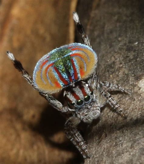 The Flying Peacock Spider Maratus Volans Is One Of 107 Species Of Peacock Spider They Display