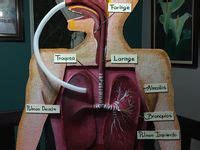 Maqueta Del Sistema Respiratorio