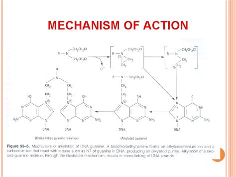 ALKYLATING AGENTS ALKYLATING AGENTS MECHANISM OF ACTION ALKYLATING