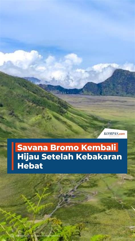 Savana Bromo Kembali Hijau Setelah Kebakaran Hebat