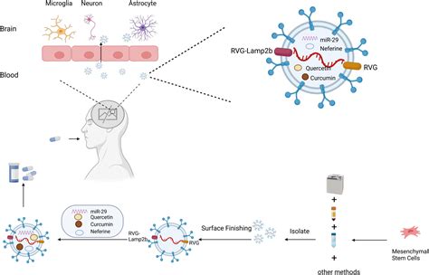 Frontiers Small Extracellular Vesicles A Novel Drug Delivery System