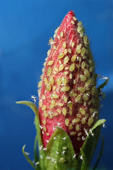 Aphids On Hibiscus — Digital Grin Photography Forum