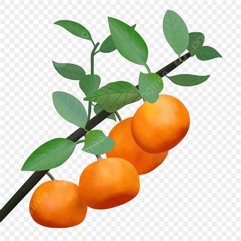 Fresh Fruit Clipart Hd Png Fresh Fruit Oranges Fresh Fruit Yellow