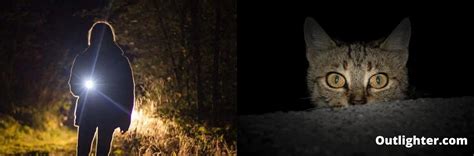 How To Identify Animal Eyes At Night By Flashlight