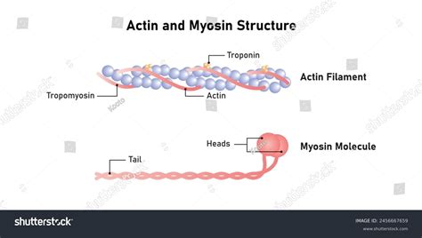 Actin And Myosin Filaments Diagram Scientific Royalty Free Stock