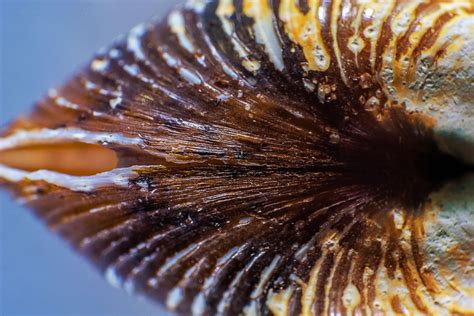 shell close  macro  photo  pixabay pixabay