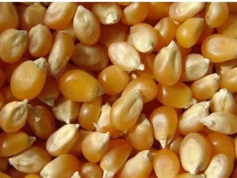 Yellow Maize High In Protein At Rs 12000 Tonne In Ghaziabad ID