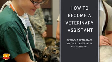 How To Become A Veterinary Assistant The Definitive Guide 2024 Updated