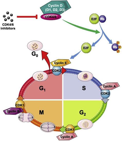 Cell Cycle Cyclin D