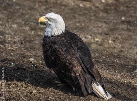 Bald Eagle Sitting On The Ground Close Up Stock Photo Adobe Stock