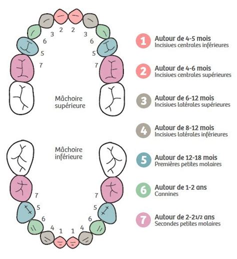 Ordre dents bébé comprendre le développement des dents magicmaman