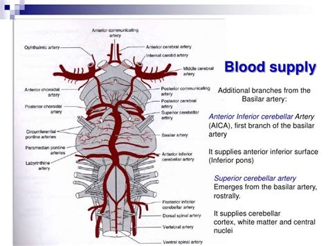 basilar artery pons