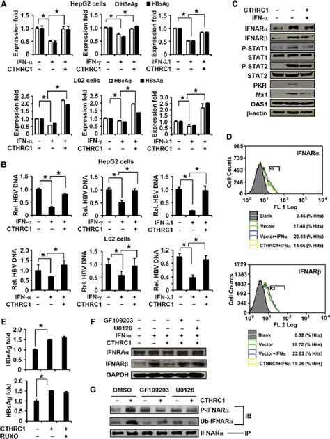 Cthrc Activates The Pkca Erk Jnk C Jun Cascade To Repress Anti Hbv