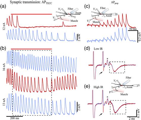 Effects of inhibiting AP TECC and AP prop on synaptic transmission. (a)... | Download Scientific ...