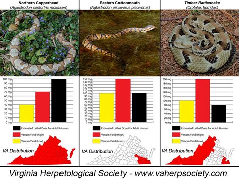 Photos Venomous Agkistrodon Contortrix Mokasen Northern Copperhead