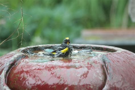 12946522394_7df099a435_o.jpg | Audubon Texas