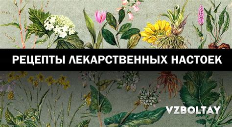 Лекарственные настойки: 9 рецептов из популярных растений