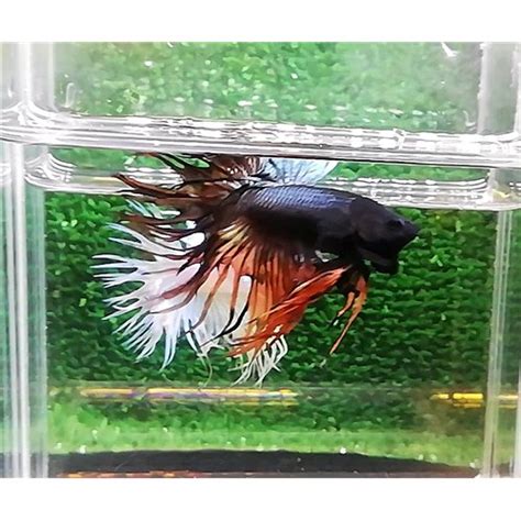 Ar Copper Orange Crowntail Erkek Betta Xl