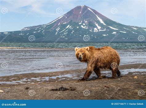 Ruling The Landscape Brown Bears Of Kamchatka Stock Image Image Of
