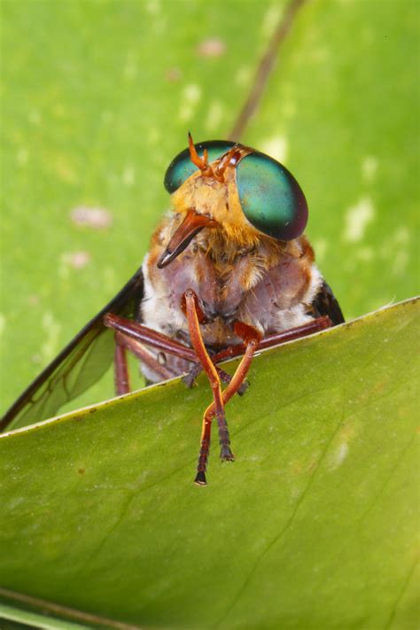 Horsefly bite treatment: Five recommended ways to soothe the nasty ...