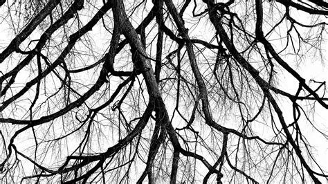 24 Tree Branch Wallpapers - Wallpaperboat