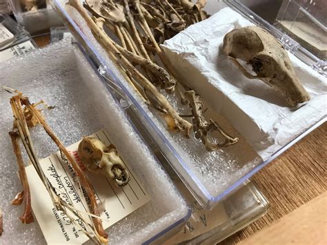 Happy Halloween! Fossilized bats from the collection of the Division of