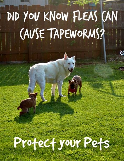 Tapeworm and Other Gross Things That Affect Your Dog | A Magical Mess