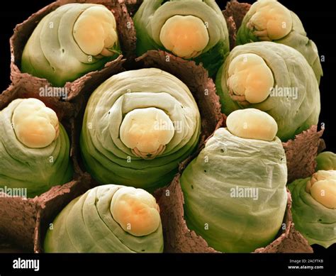 Paper Wasp Polistes Sp Larvae Coloured Scanning Electron Micrograph