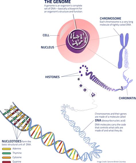Understanding Genomics, What is Genomics / Genome - Genome BC 