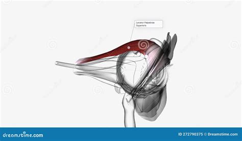 The Levator Palpebrae Superioris 3d Stock Illustration Illustration Of Focus Graphic 272790375