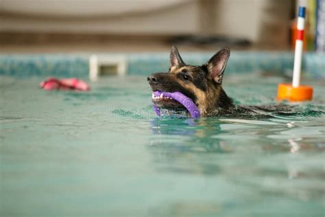 Un Perro Nada En La Piscina Con Un Juguete Foto De Archivo Imagen De