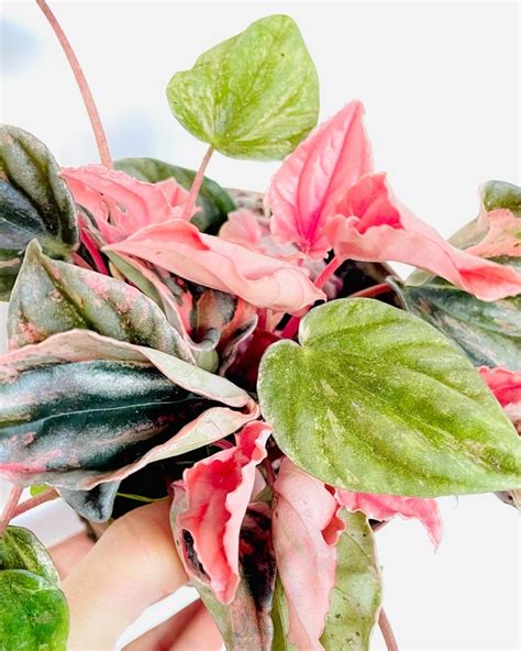 Peperomia Caperata Pink Lady Comprar En Maih Deco