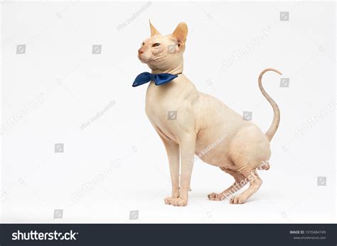 Bald Cat Cat Breed Sphinx Naked Stock Photo Shutterstock