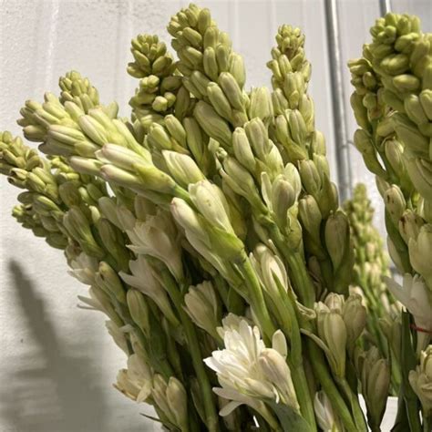 White Tuberose Florabundance Wholesale Flowers