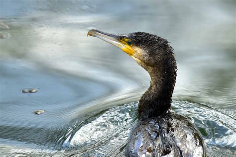 DER KORMORAN - [ NATURSCHUTZruhr ]