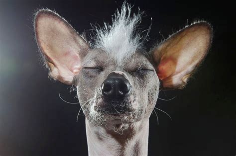 Hairless Dog Portraits by Sophie Gamand - ABC News