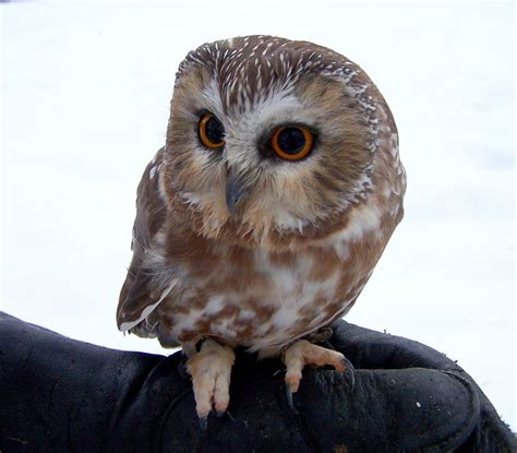 Домашней совы красивые фото и картинки — Каталог Фото