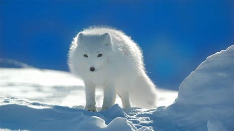 Tundra Wildlife Arctic Fox Backiee