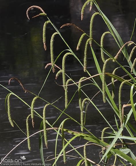 Carex Pendula Flora On Açores