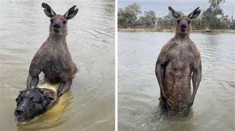 Watch: Australian Man Punches Kangaroo in Face to Rescue Dog | Outdoor Life