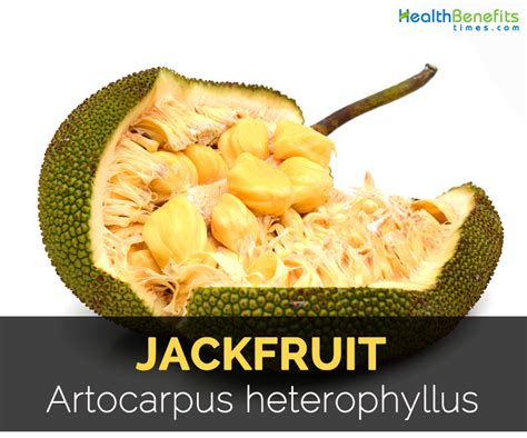 Jackfruit Facts Health Benefits And Nutritional Value