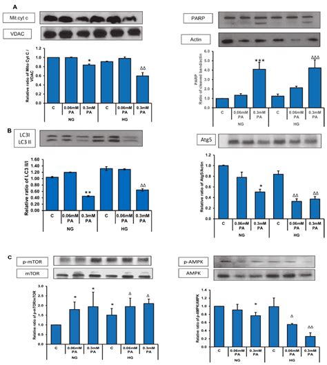 Biomolecules Free Full Text Mitigation Of Glucolipotoxicity Induced