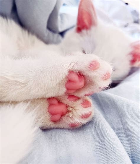 Лапка котика - 71 фото