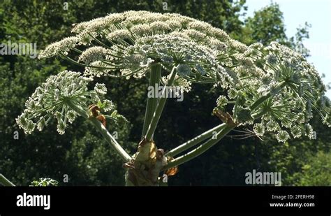 Heracleum Mantegazzianum Giant Hogweed In Bloom Tree In Background