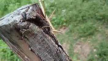 Suruba De Pau Gostoso No Mato Xvideos