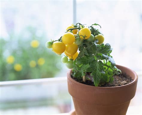 How To Avoid Common Mistakes Growing Tomatoes In Containers Growing