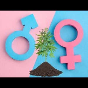 Sex Testing ChiTown Seeds