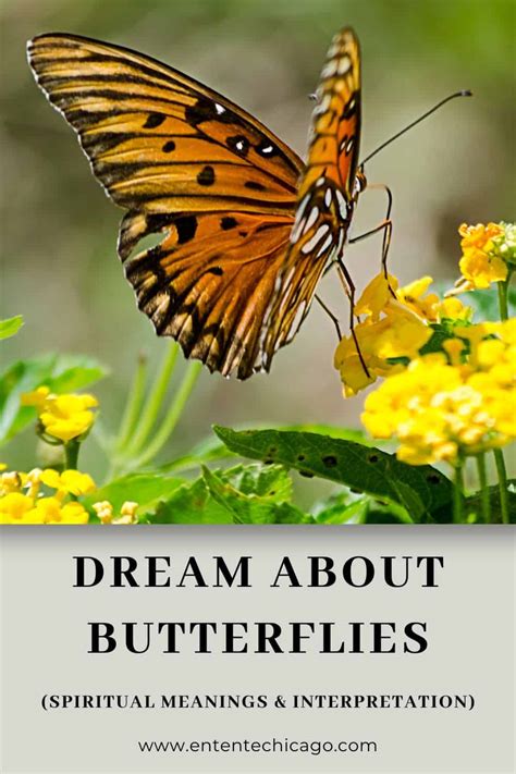 Dream About Butterflies Spiritual Meanings And Interpretation